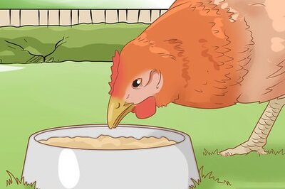 How to Cure a Chicken from Egg Bound