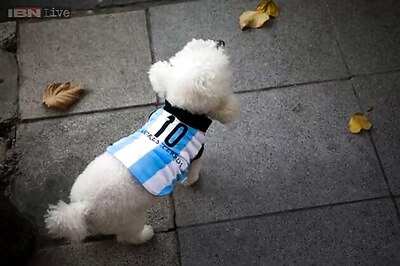 In Argentina, even dogs get snazzy for World Cup