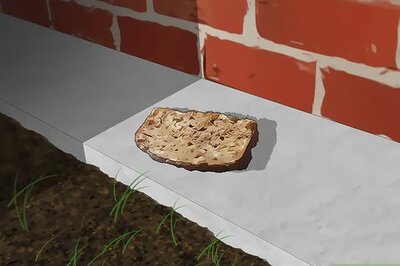 How to Lure Rats Out of Hiding & Know When They’re Near