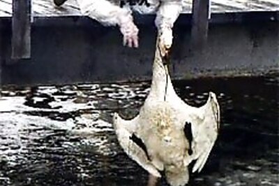 Bird flu could kill 142 mn people: Report