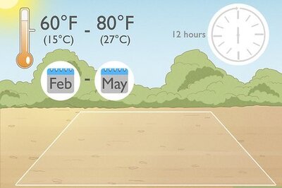 How to Grow Night Scented Stock