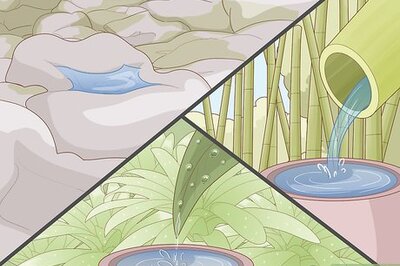 How to Survive in the Jungle