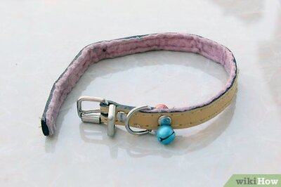 How to Put a Collar on a Kitten