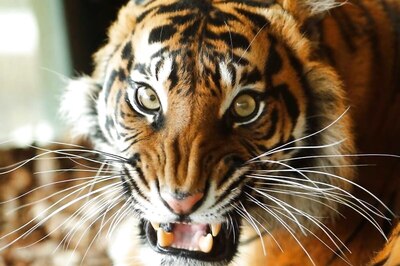 Veterinary Doctor Injured in Attack by Wounded Tigress in Maharashtra's Chandrapur