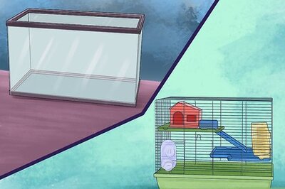 How to Take Care of a Hamster That is Giving Birth