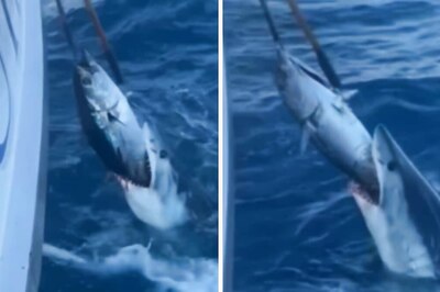 ‘Humans Are Disgusting’: Internet Fumes Over Fishermen Fighting With Shark Over Tuna