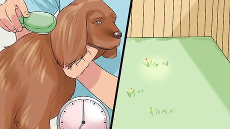 How to Choose a Dog for Older Kids