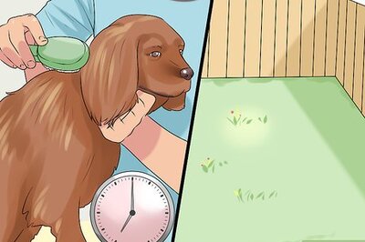 How to Choose a Dog for Older Kids