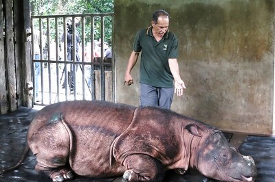 Malaysia's Last Male Sumatran Rhino Dies in Captivity