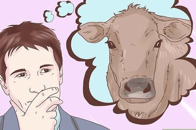How to Identify Horned, Scurred and Polled Cattle