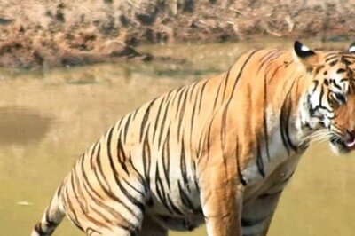 India Lost 329 Tigers in 3 Years, 29 of Them Due to Poaching: Govt