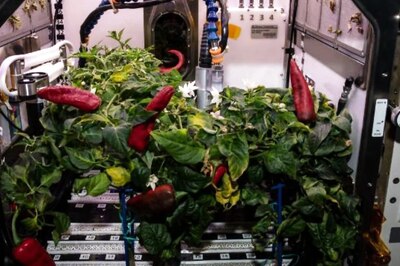 NASA Astronauts Grow Chilli In Space Again: Here’s Why