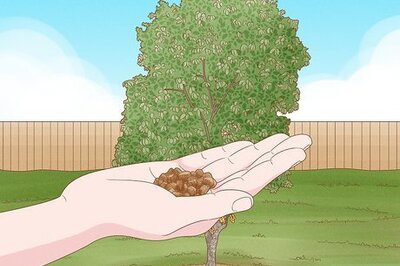 How to Grow Lanzones