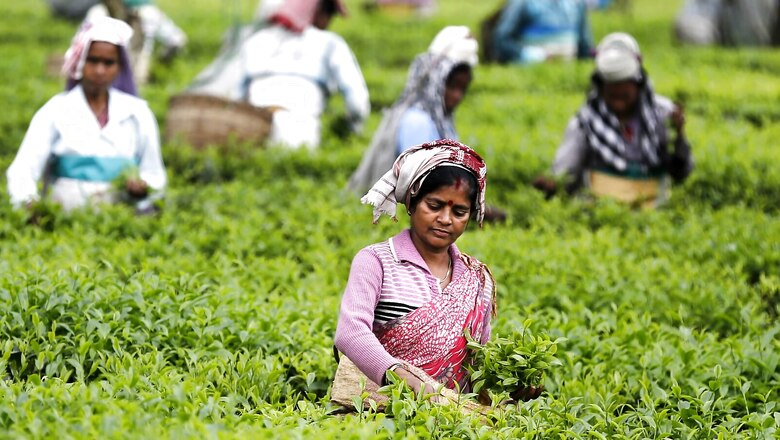 TMC Shifts Focus to Tea Garden Workers to Undo 2021 Loss as Labourers Rue Low Wages, Closed Premises