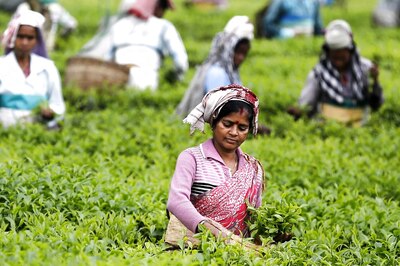 TMC Shifts Focus to Tea Garden Workers to Undo 2021 Loss as Labourers Rue Low Wages, Closed Premises
