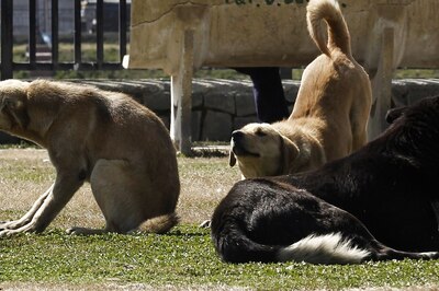 Animals Can Get Covid, but Risk of Spreading to People Low: US Health Officials