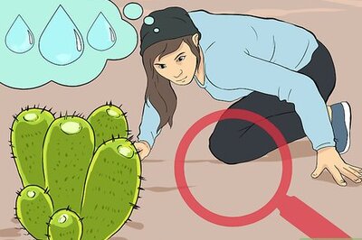 How to Survive on a Desert Island