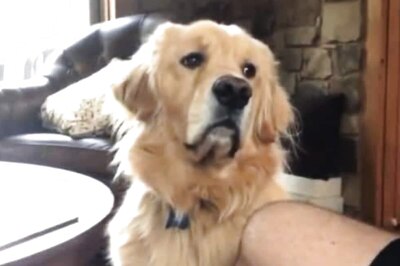Just Became Pet Parents? Here's How You Can Deal with Constantly Shedding Hair