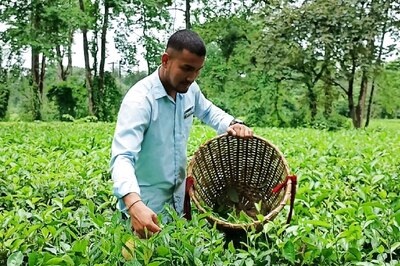 Assam College Creates Tea Estate to Make Students Atmanirbhar