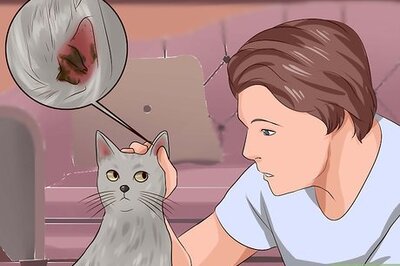 How to Get Rid of Ear Mites in a Cat
