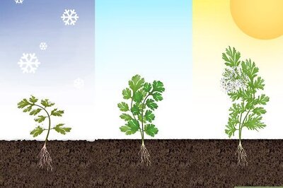 How to Grow Cilantro