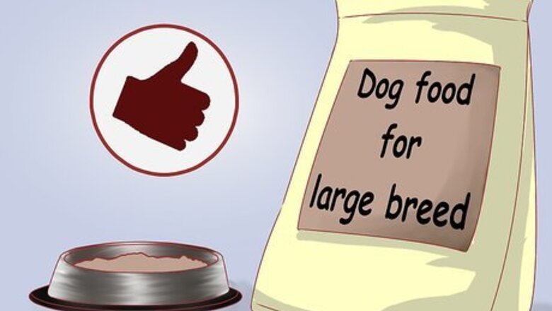 How to Care for Great Danes