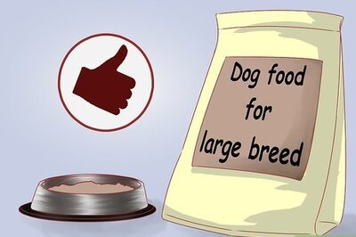 How to Care for Great Danes