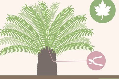 How to Trim a Sago Palm