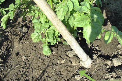 How to Earth Up Potatoes