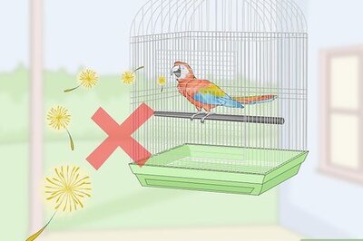How to Treat Allergies in Macaws