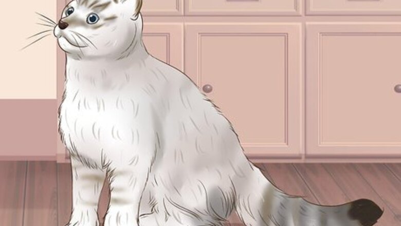 How to Identify an American Curl Cat