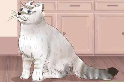 How to Identify an American Curl Cat