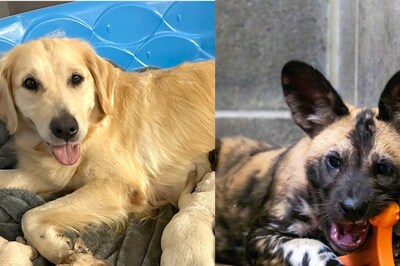This Golden Retriever Fosters Endangered African Wild Pups At Indiana Zoo