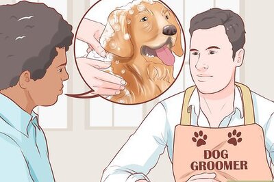 How to Groom Your Dog at Home Between Professional Groomings