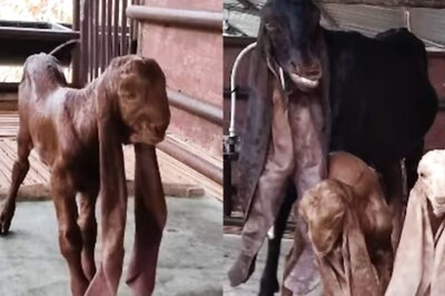 Video Showing Long Ears Of Gulabi Pateri Goats Touching The Ground Viral
