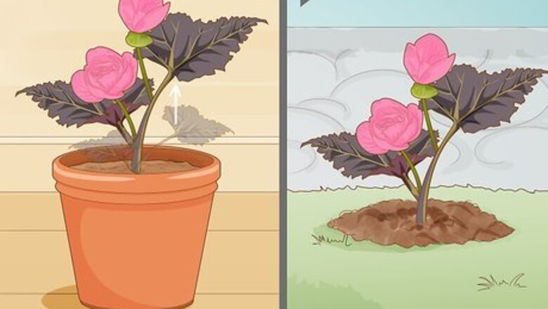 How to Make Begonias Bloom