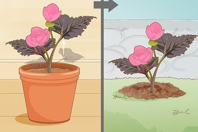 How to Make Begonias Bloom