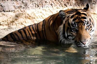 Two Tiger Deaths Reported in Madhya Pradesh Within 15 Days