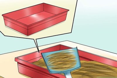How to Prevent Sore Hocks in Rabbits