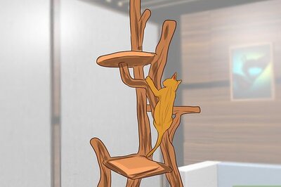 How to Stop a Kitten from Jumping Onto High Places