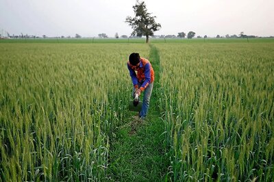 Govt to Double State Purchases of Oilseeds, Pulses to Help Farmers