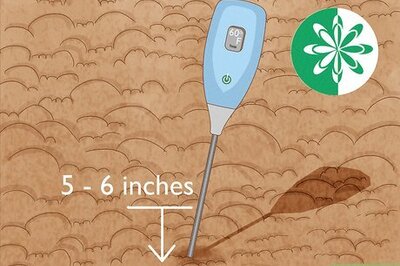 How to Grow and Harvest Glass Gem Corn