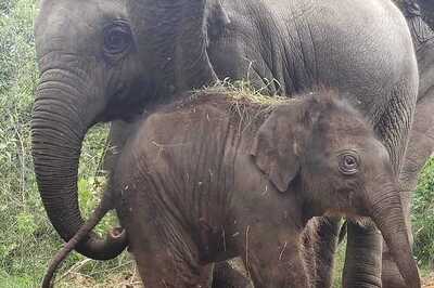 Bengaluru Zoo Names Elephant Calf After Infosys Foundation Chairperson Sudha Murthy