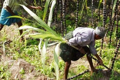 Par Panel Asks Govt to Modify Farmers Pension Scheme to Increase Subscription