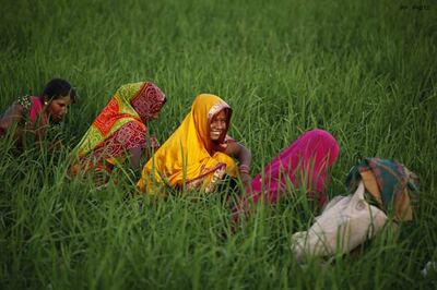 Scientists create rice variety for water-logged areas