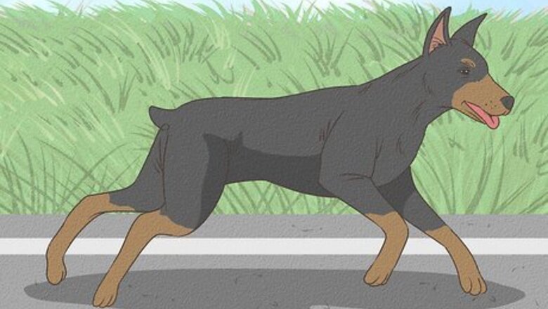 How to Care for Doberman Pinschers