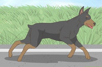 How to Care for Doberman Pinschers