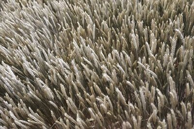 Wheat Sowing Down by 39% at 9.69 Lakh Hectare So Far, Oilseeds' Produce Up