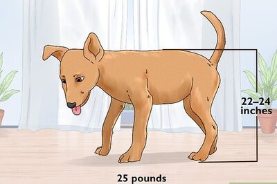 How to Identify a Potcake Dog