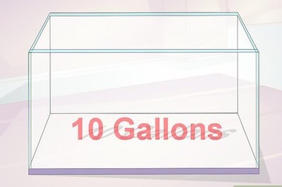 How to Keep Crystal Red Shrimp